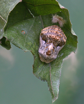 Harvester chrysalis